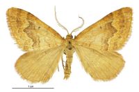 Asaphodes aphelias (male). Geometridae: Larentiinae. 