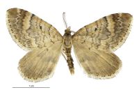 Asaphodes dionysias (male). Geometridae: Larentiinae. 