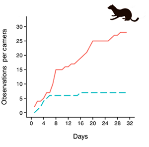 Figure 1. Number of stoat detections over a 32-day period