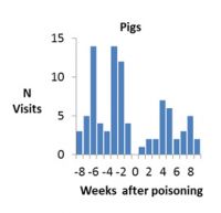Number of visits by pigs
