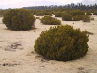 Strongly leached terraces and plains with bog pine (<em>Halocarpus bidwillii</em>) heathland at The Wilderness Scientific Reserve, Southland (Sarah Richardson)