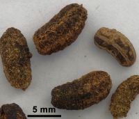 Photo a: Faecal pellets from tree wētā