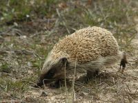 A European hedgehog out hunting during the day