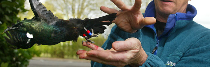 Tui release