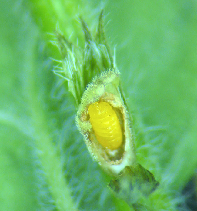 Larva of a flower gall midge (<em>Asphondylia nepetae</em>)