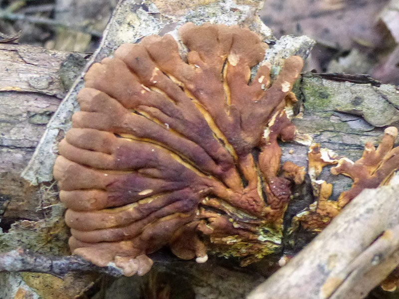 Tea tree fingers (<em>Hypocreopsis amplectens</em>) 