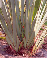 Clean flax - weeded and dead leaves trimmed