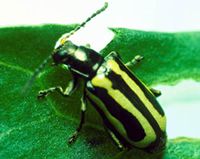 Biocontrol beetle