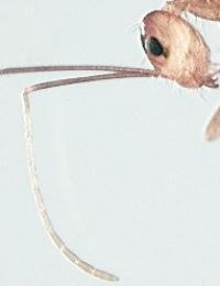 Fig. a: 11-segmented antennae of <em>Anoplolepis gracilipes</em>