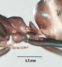 Fig. b: Propodeum and petiole of <em>Iridomyrmex anceps</em> 