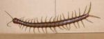 Large centipede