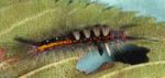 Caterpillar of white spotted tussock moth