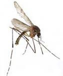 Adult mosquito