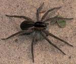 Nursery web spider carrying eggsac
