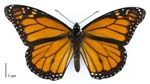 Adult male monarch