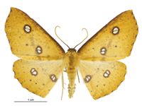 <em>Xyridacma alectoraria</em> (male). Image - B Rhode