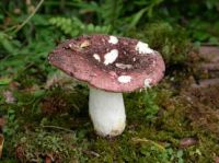 <em>Russula umerensis</em>