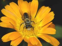 Native bee (<em>Leioproctus fulvescens</em>)