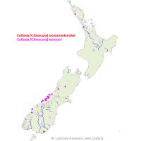 <em>Culiseta</em> species distribution map