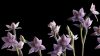 <em>Thelymitra pulchella</em>, the striped sun orchid or maikaika.