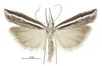 Orocrambus vittellus (female). Crambidae: Crambinae. Endemic