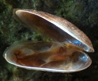 Bivalve mollusc