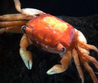 Crab (estuarine) crustacean