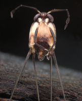 Gerrid species 1 bug