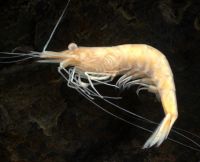 Atyid adult shrimp crustacean