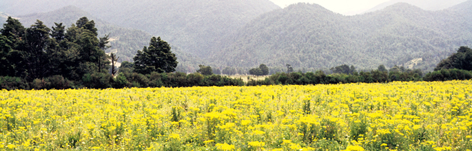 An increasingly unfamiliar sight in New Zealand, ragwort in 1981 before the release of the flea beetle.
