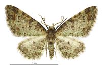 Pasiphila plinthina (male). Geometridae: Larentiinae. 