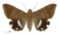 Achaea janata (female). Erebidae: Erebinae. Irregular migrant to New Zealand