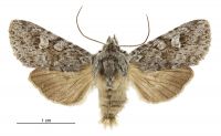 Aletia s.l. parmata (male). Noctuidae: Noctuinae. 