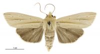 Tmetolophota sulcana (female). Noctuidae: Noctuinae. 