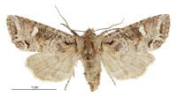 Graphania sericata (female). Noctuidae: Noctuinae. 