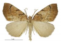 Sestra humeraria (male). Geometridae: Ennominae. 