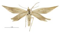 Asaphodes oxyptera (female). Geometridae: Larentiinae. Subantarctic Islands only