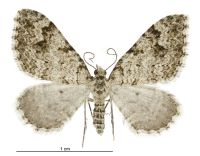 Helastia cinerearia (female). Geometridae: Larentiinae. 