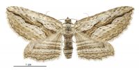 Aponotoreas dissimilis (male). Geometridae: Larentiinae. 