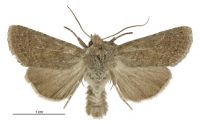 Aletia s.l. sollennis (male). Noctuidae: Noctuinae. 