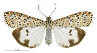 Utetheisa lotrix (female). Erebidae: Arctiinae. Irregular migrant to New Zealand