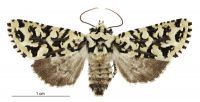 Meterana exquisita (female). Noctuidae: Noctuinae. 