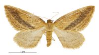 Epiphryne charidema charidema (female). Geometridae: Larentiinae. 