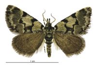 Dichromodes gypsotis (male). Geometridae: Oenochrominae s. lat.. 