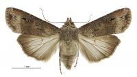 Agrotis ipsilon (female). Noctuidae: Noctuinae. 