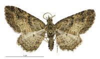 Pasiphila charybdis (male). Geometridae: Larentiinae. 