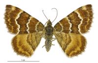 Notoreas niphocrena (female). Geometridae: Larentiinae. 