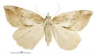 Pseudocoremia lutea (female). Geometridae: Ennominae. 
