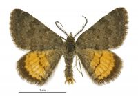 Paranotoreas brephosata (male). Geometridae: Larentiinae. 