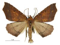 Ischalis nelsonaria (male). Geometridae: Ennominae. 